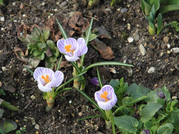 Fruehling 2009   074.jpg